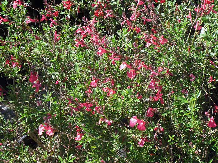 Salvia Greggii2